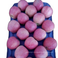 2018 red qinguan apple exporter Fresh Paper Bagged Qinguan Apple price